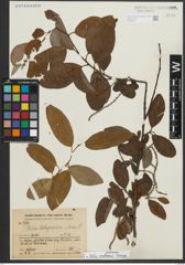 Foto von Salix rosthornii Seemen